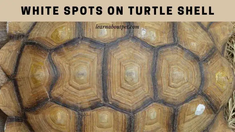 White Spots On Turtle Shell : (7 Clear Health Facts) - 2024