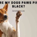 Why Are My Dogs Paws Pink And Black? (7 Clear Facts)
