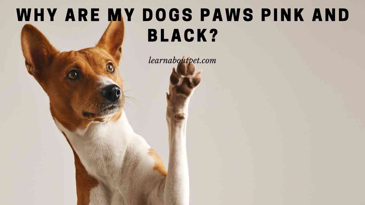 Why Are My Dogs Paws Pink And Black? (7 Clear Facts) 2023