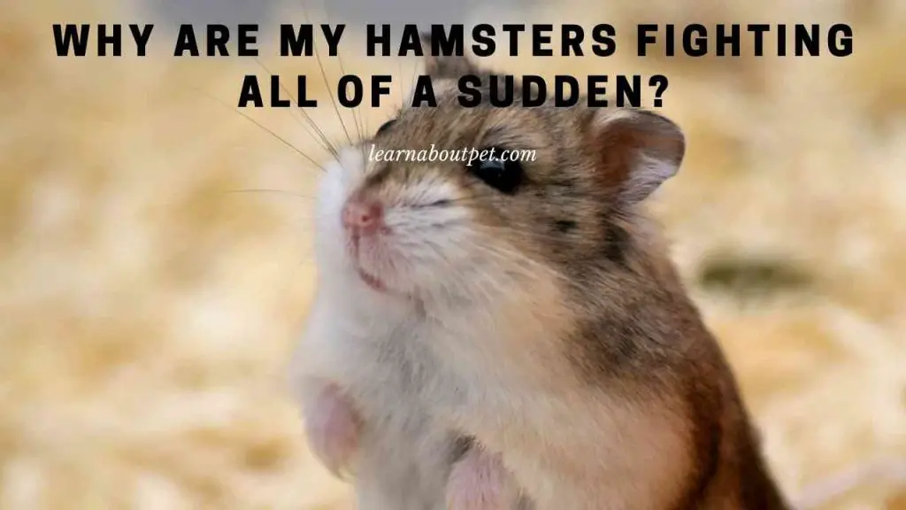 Why Are My Hamsters Fighting All Of A Sudden? 9 Clear Facts