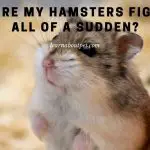 Why Are My Hamsters Fighting All Of A Sudden? 9 Clear Facts