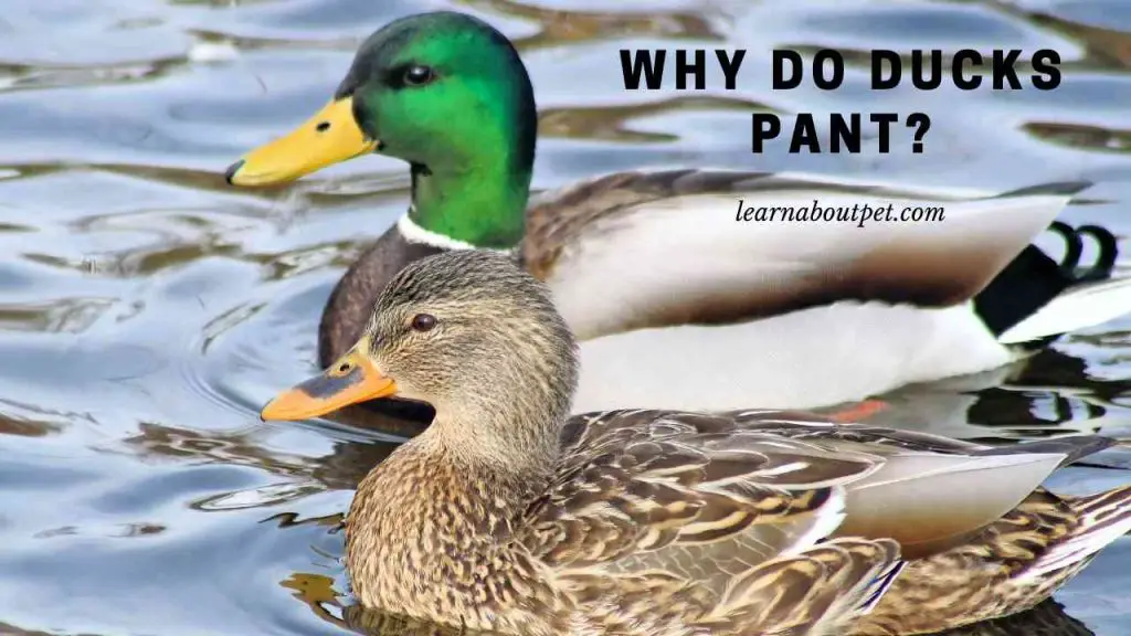 Why do ducks pant