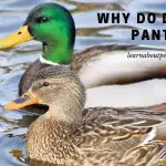 Why Do Ducks Pant? (7 Menacing Health Facts)