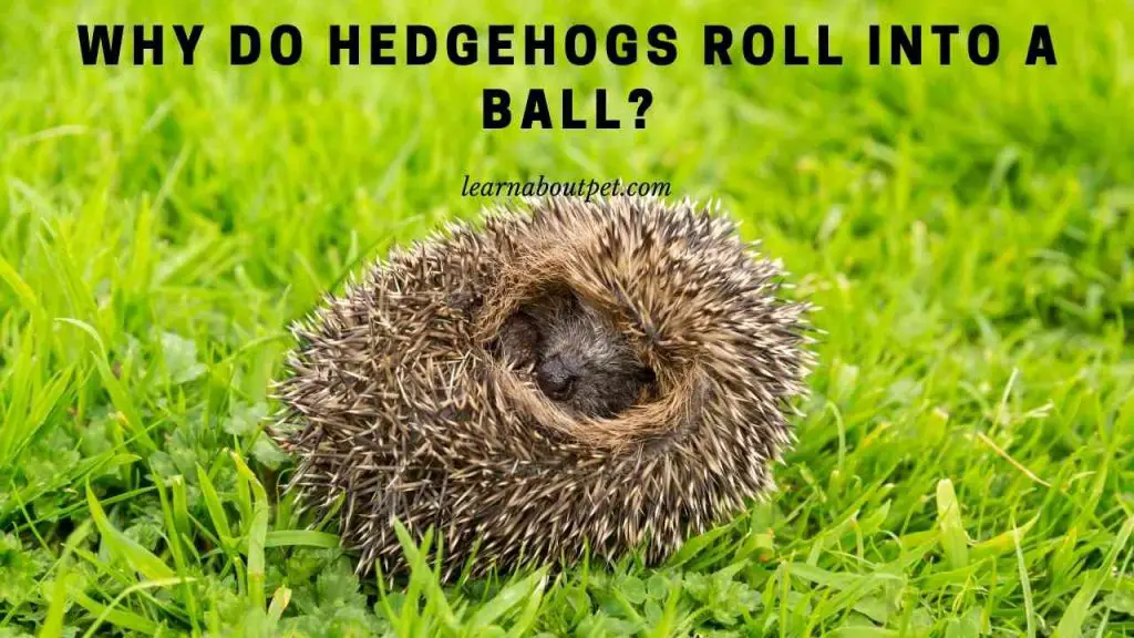 Why do hedgehogs roll into a ball
