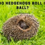 Why Do Hedgehogs Roll Into A Ball? (7 Clear Facts)