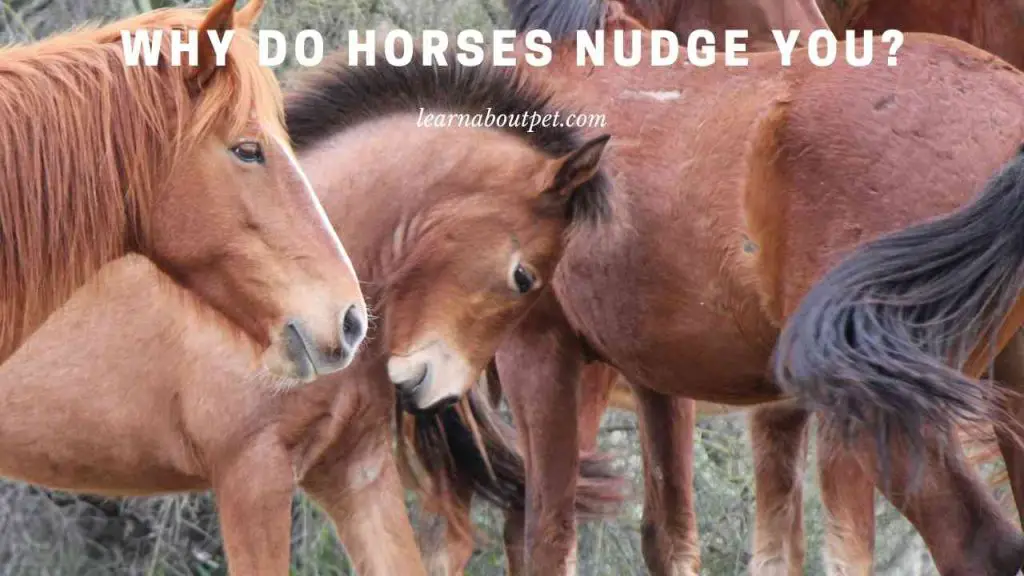 Why do horses nudge you