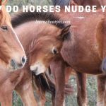 Why Do Horses Nudge You? (7 Interesting Facts)