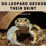 Why Do Leopard Geckos Eat Their Skin? (9 Interesting Facts)