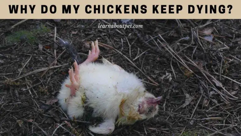 Elegant Why Are My Chickens Dying Photos