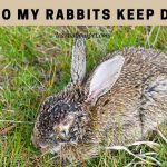 Why do my rabbits keep dying