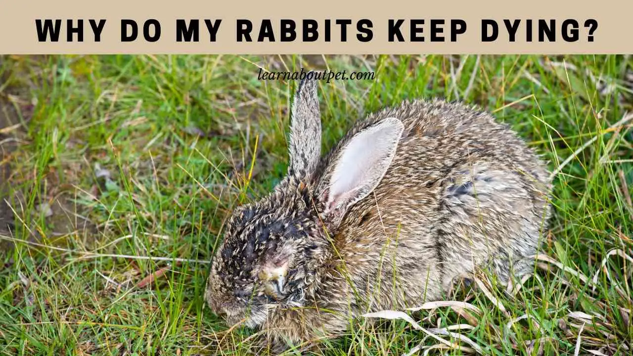 Why Do My Rabbits Keep Dying? (9 Menacing Facts) 2024