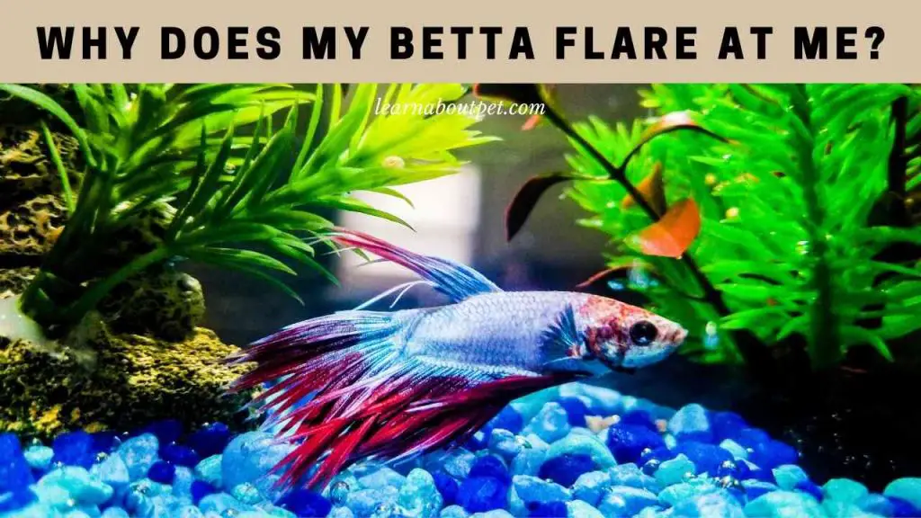 Why does my betta flare at me