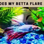 Why does my betta flare at me