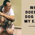 Why Does My Dog Bite My Ears? (7 Interesting Facts)