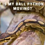 Why Is My Ball Python Not Moving? (7 Interesting Facts)
