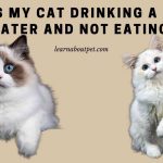 Why Is My Cat Drinking A Lot Of Water And Not Eating? 7 Clear Facts