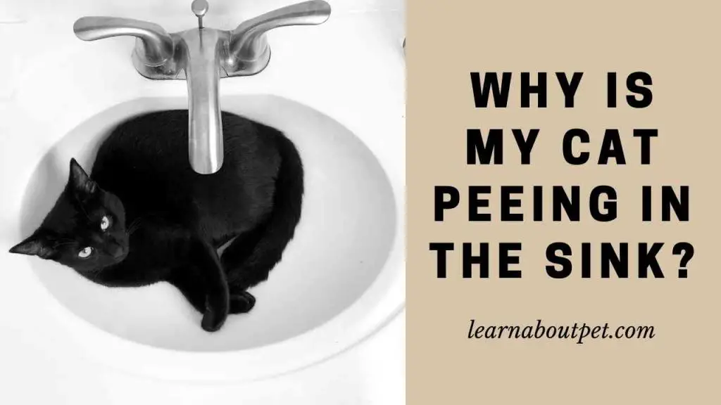 Why Is My Cat Peeing In The Sink