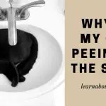 Why Is My Cat Peeing In The Sink? (4 Clear Solutions)