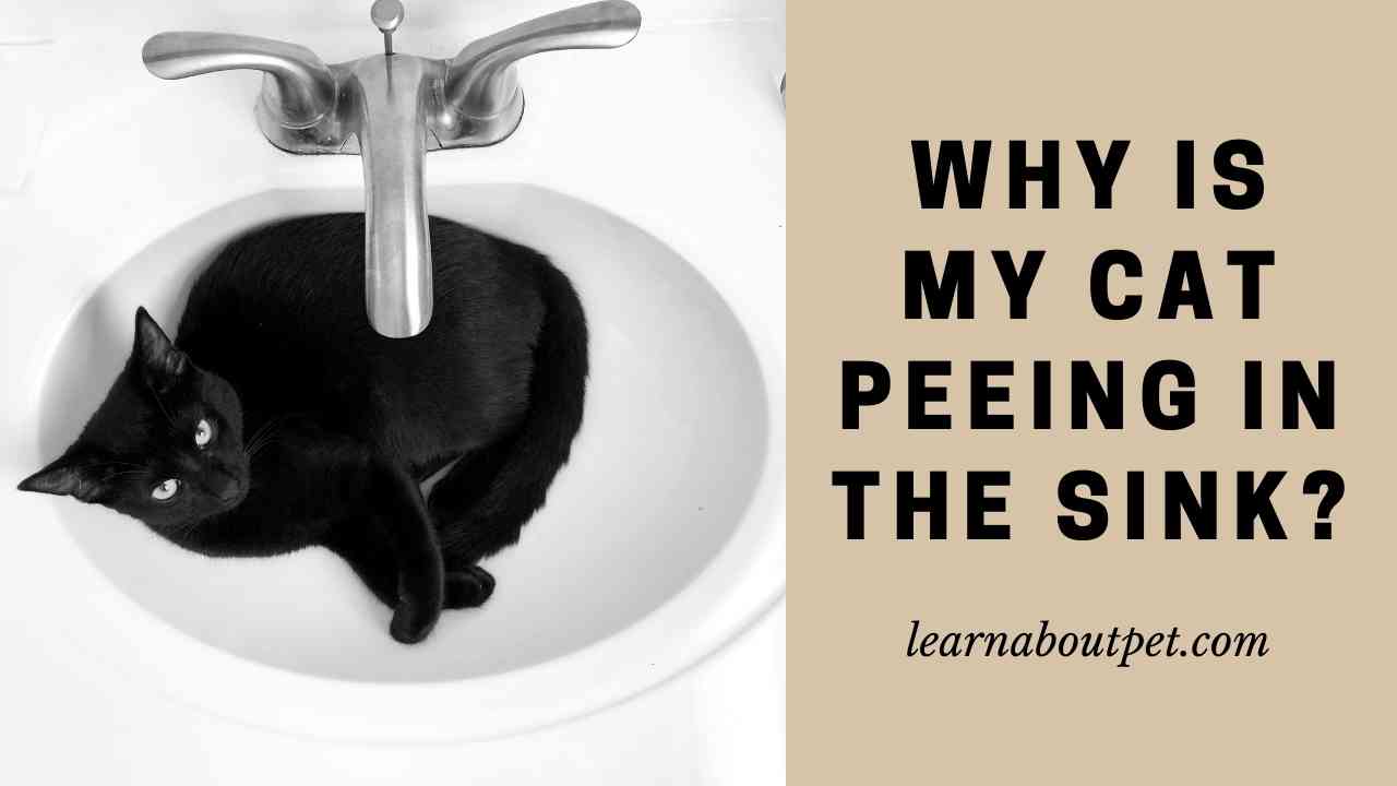 Why Is My Cat Peeing In The Sink? (4 Clear Solutions) 2023