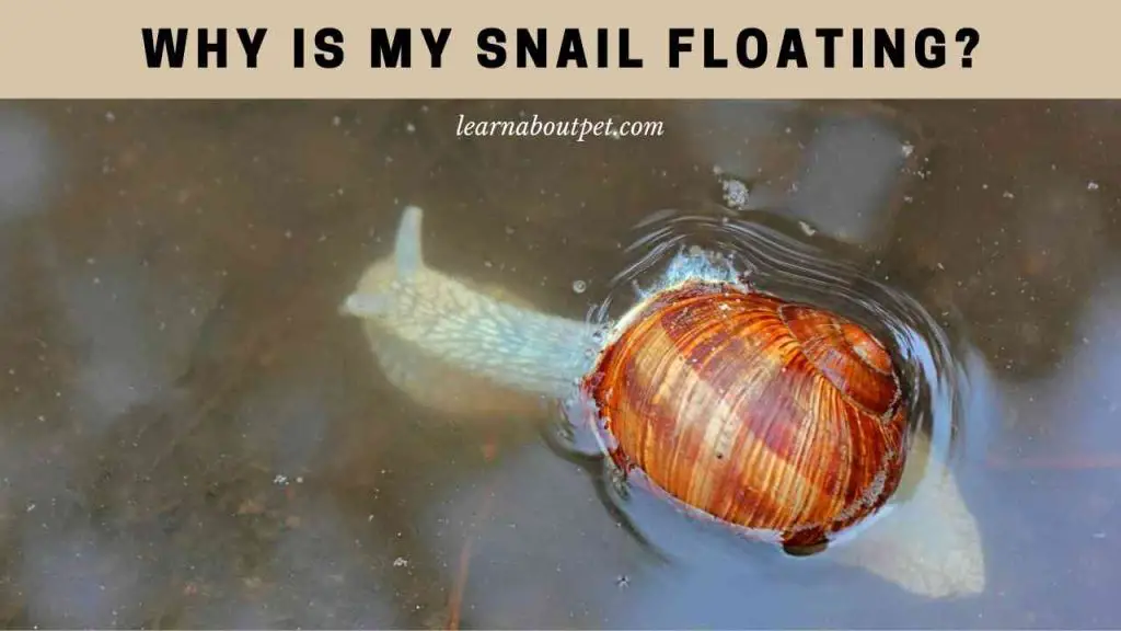 Why is my snail floating