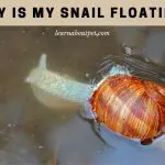 Why Is My Snail Floating? (7 Intriguing Facts)