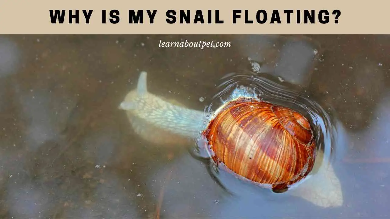 Why Is My Snail Floating? (7 Intriguing Facts) 2024