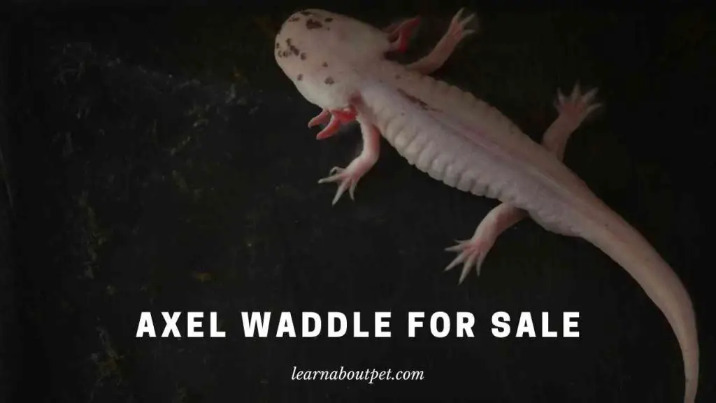 Axel waddle for sale