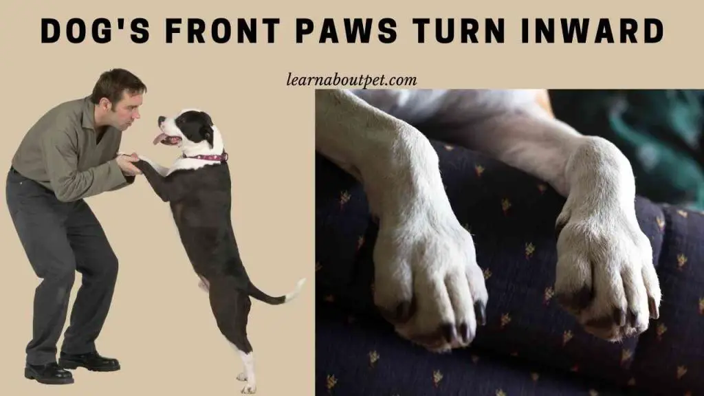 Dog's front paws turn inward