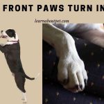 Dog's Front Paws Turn Inward : 3 Clear Treatment Options