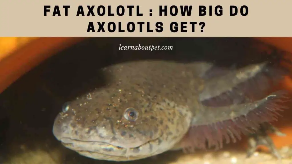Fat axolotl