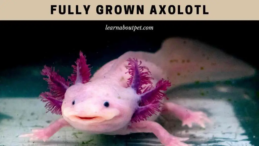 Fully grown axolotl