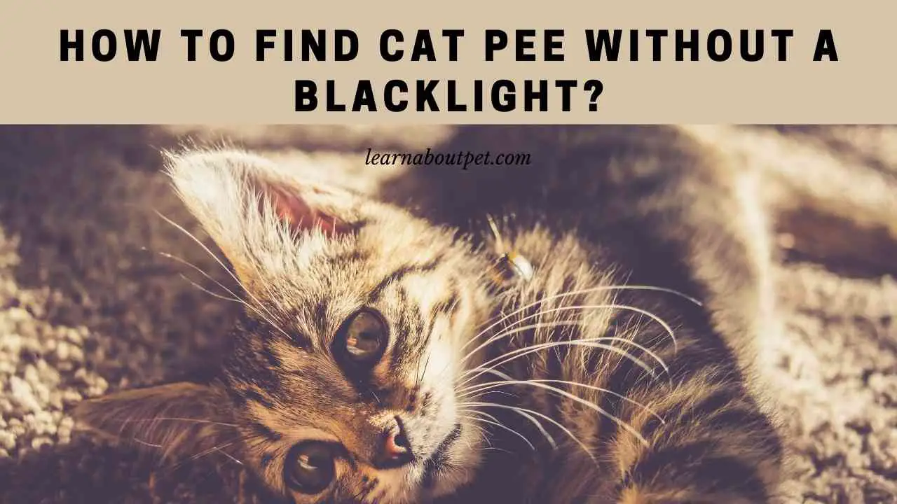 How To Find Cat Pee Without A Blacklight? 7 Cool Facts 2023