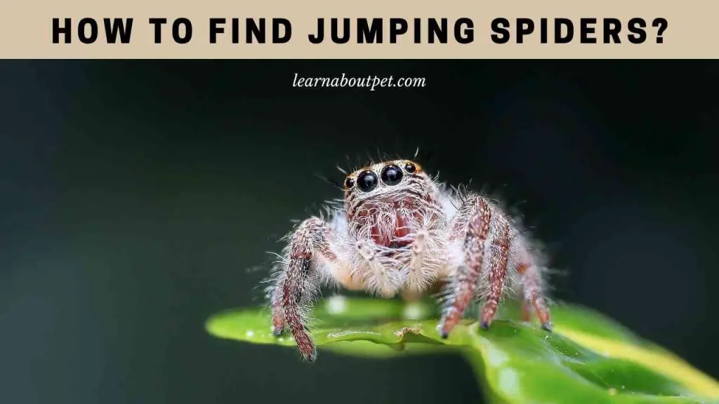 How to find jumping spiders