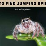 How To Find Jumping Spiders? (9 Interesting Facts)