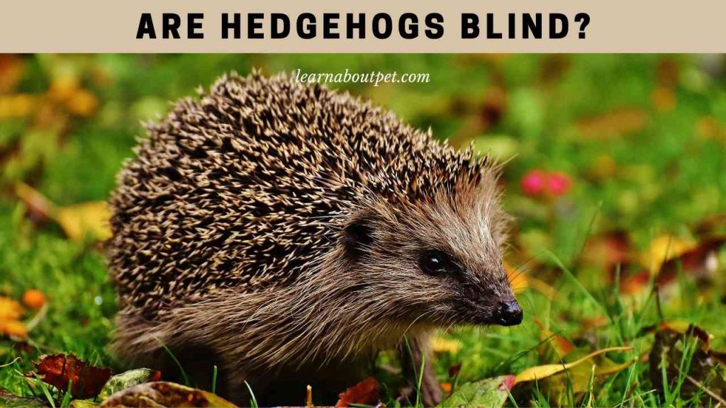 Are hedgehogs blind