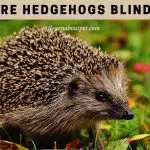 Are Hedgehogs Blind? Do Hedgehogs Have Good Eyesight? 7 Cool Facts