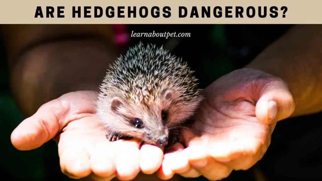 Are hedgehogs dangerous