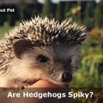 Are Hedgehogs Spiky? (9 Interesting Hedgie Facts)