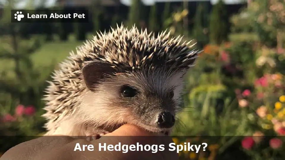 Are hedgehogs spiky