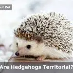 Are Hedgehogs Territorial? (9 Interesting Facts) Are hedgehogs territorial
