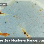 Are Sea Monkeys Dangerous? (7 Important Facts)