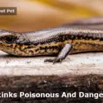 Are Skinks Poisonous And Dangerous? 4 Cautious Ways To Not Get Bitten