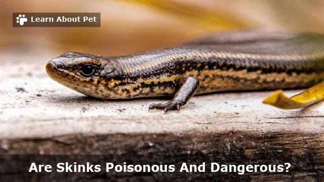 Are Skinks Poisonous And Dangerous? 4 Cautious Ways To Not Get Bitten