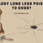 Are daddy long legs poisonous to dogs