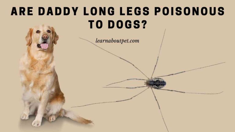 Are Daddy Long Legs Poisonous To Dogs? - 2024