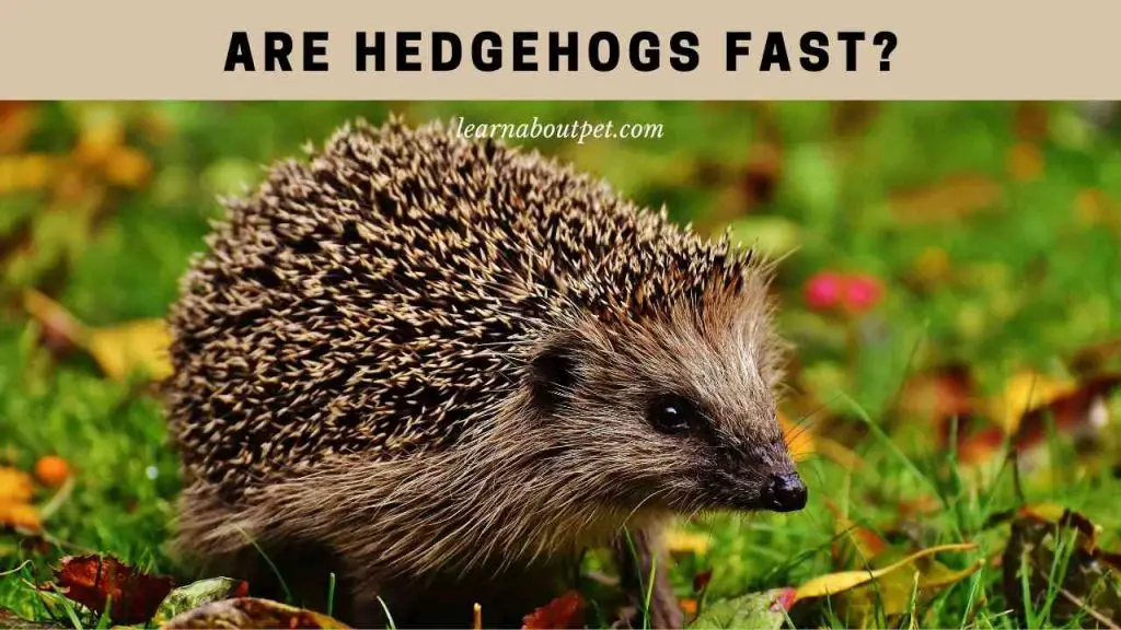 Are hedgehogs fast