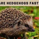 Are Hedgehogs Fast? (9 Clear Hedgie Running Facts)