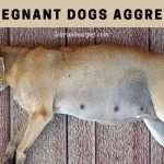 Are Pregnant Dogs Aggressive? (9 Important Facts) Are pregnant dogs aggressive