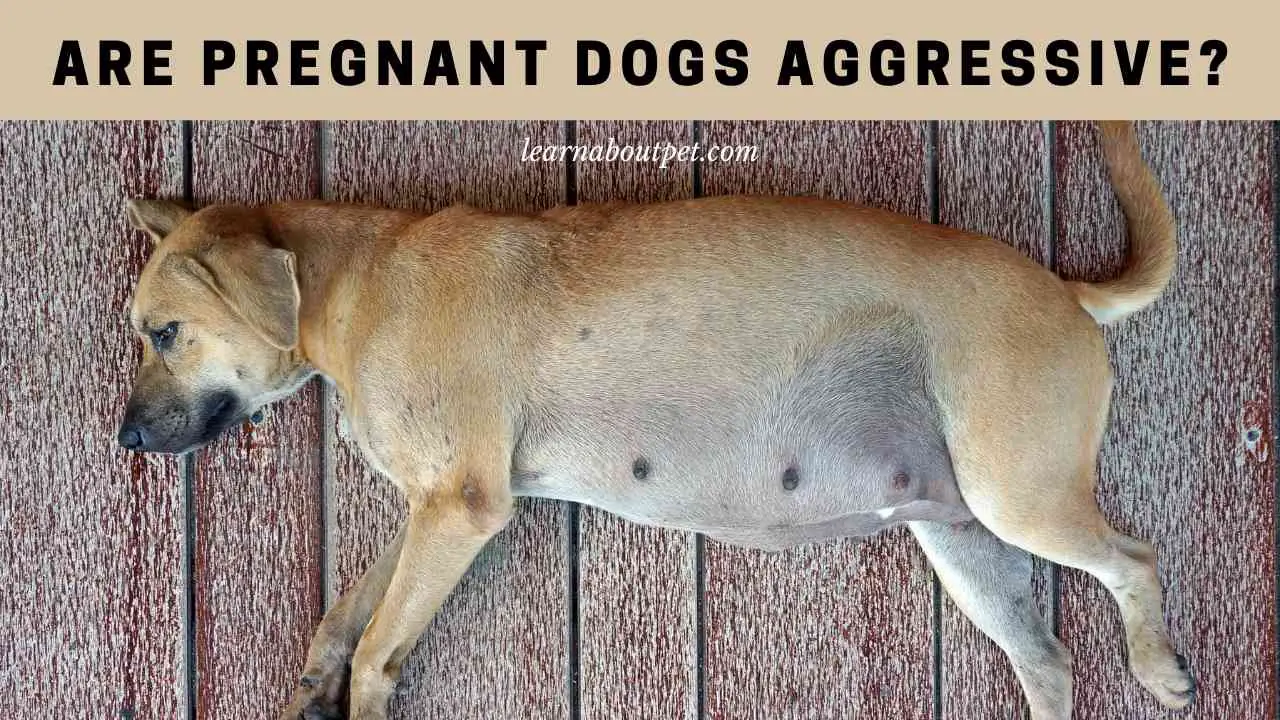 Are Pregnant Dogs Aggressive? (9 Important Facts) - 2023