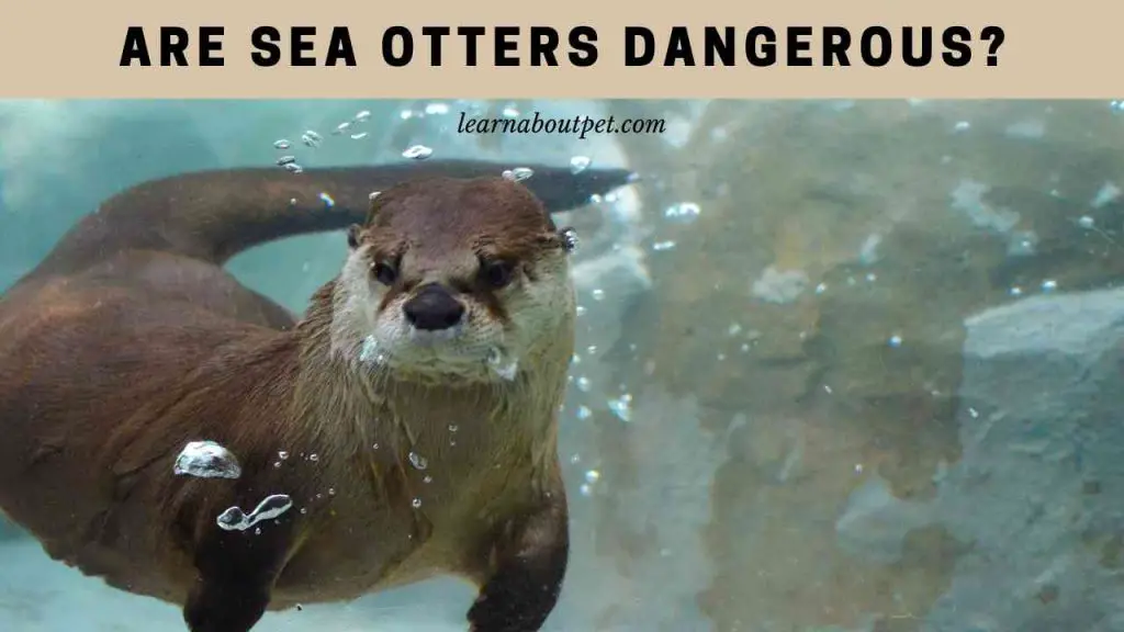 Are sea otters dangerous